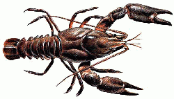 Austropotamobius pallipes