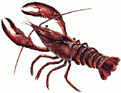 Procambarus clarkii