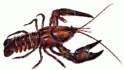 Pacifastacus leniusculus