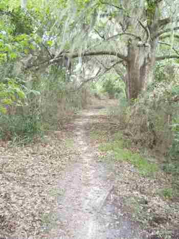 Typical Trail