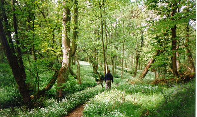 Wild Garlic Wood