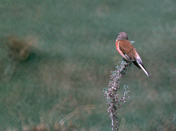 carduelis2