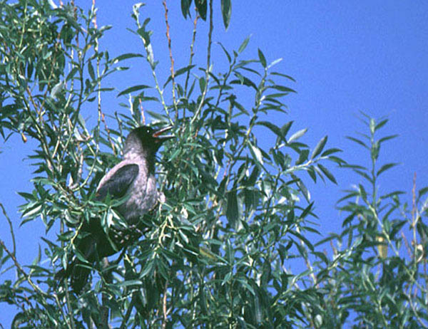 corvus