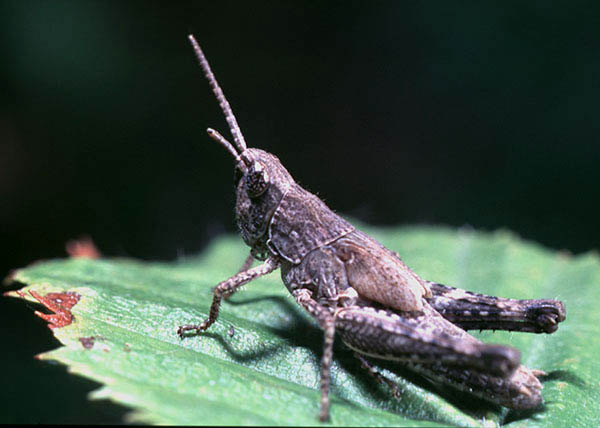 grasshopper2