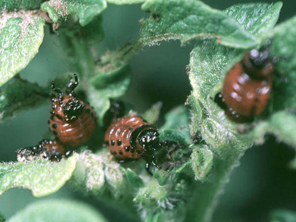 leptinotarsa decemlineata larvae