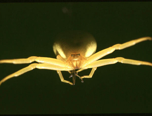 misumena vatia1