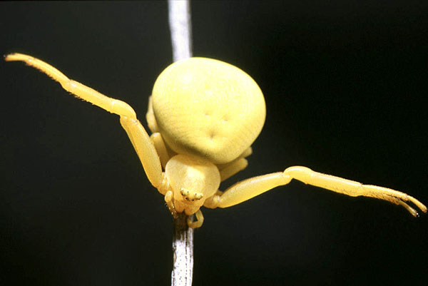 misumena vatia3