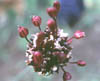 allium