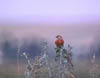 carduelis1