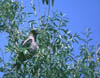 corvus