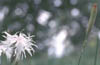 dianthus