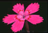 dianthusrose