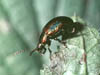 Dlochrysa  fastuosa