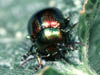 Dlochrysa  fastuosa