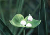 euphorbia