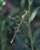 Gomphus  vulgatissimus