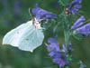 Gonepteryx  rhamni