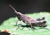 Chorthippus biguttulus