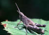 Chorthippus biguttulus