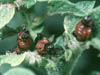 Leptinotarsa decemlineata larvae