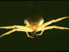 Misumena  vatia