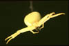 Misumena  vatia