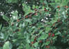 morus nigra