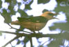 oriolus