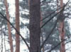 Dendrocopos