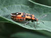 Lygaeus equestris