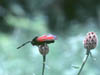 Zygaena purpuralis