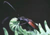 strangalia melanura