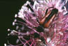 strangalia melanura