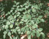 vaccinum