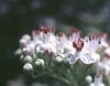 waxflower