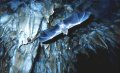 Bat