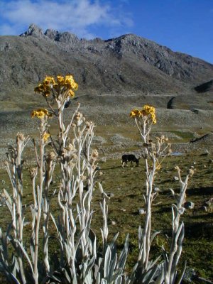 Frailejones