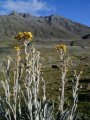 Frailejones