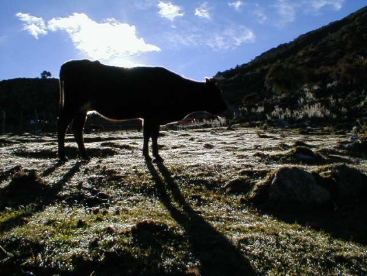 Vaca