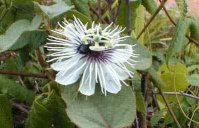 Flor del vila