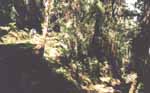 Trail's look