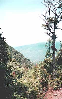 Mesa de los pinos