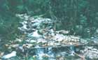La Coromoto creek