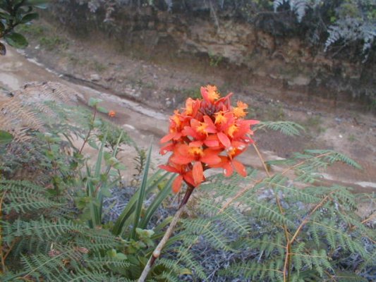 Orqudeas