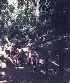 Quebrada Seca bifurcation