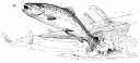 Trout