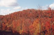 Red and orange forest