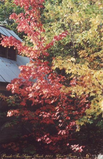 Beside the sugar shack