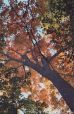 Canopy of Colour