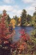 Fall Colours